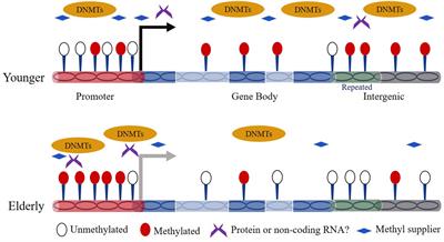 Frontiers | Dynamic DNA Methylation During Aging: A “Prophet” Of Age ...